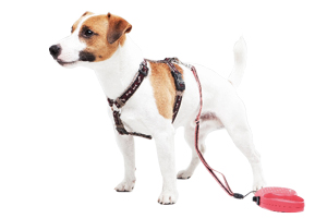 犬のイメージ画像-ジャックラッセルテリア